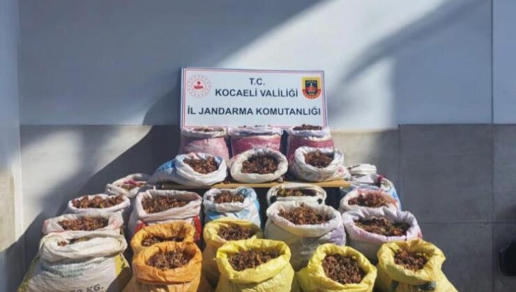 Fındık hırsızları yakalandı