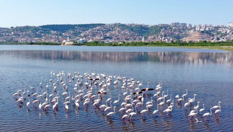 İzmit’te flamingolar görsel şölen sundu