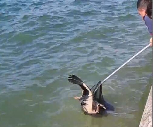 Yaralı leyleği Büyükşehir itfaiyesi kurtardı