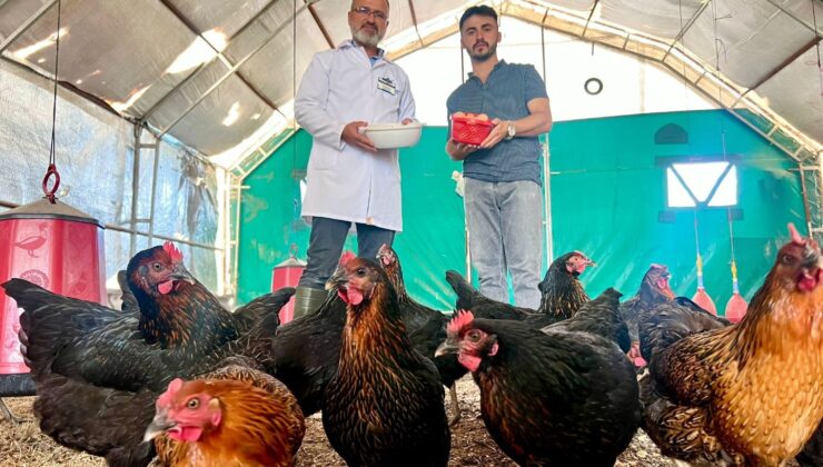Çiftçiye hibeyle verilen tavuklar yumurta vermeye başladı