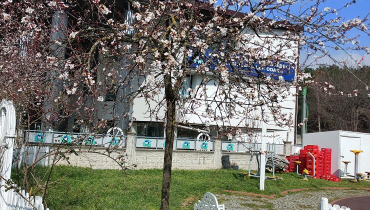 İzmit’te ağaçlar çiçek açtı