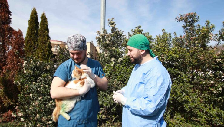 Sol arka patisi kırık halde bulunan yaralı kedi tedavi edidldi