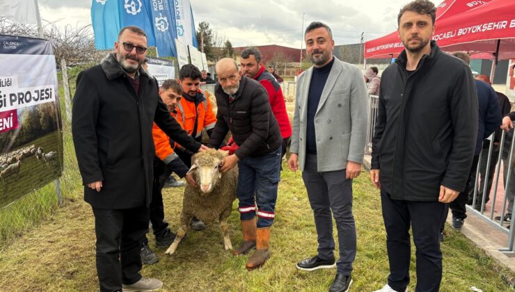 Büyükşehir, Kocaeli’de damızlık koç dağıttı