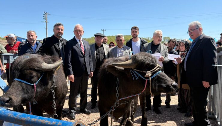 Damızlık mandalar üreticilere teslim edildi